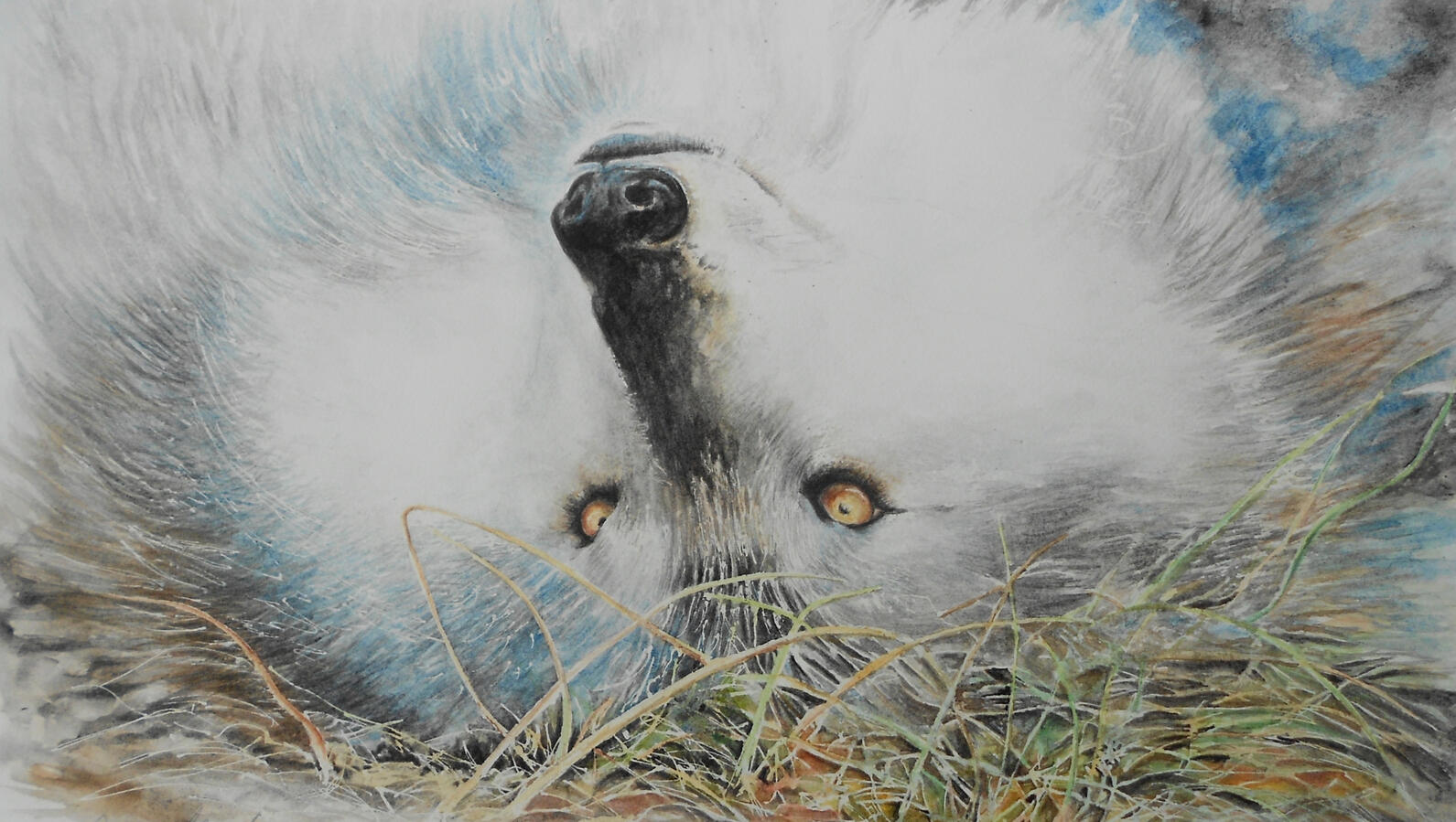 Wolf rolling in the Grass