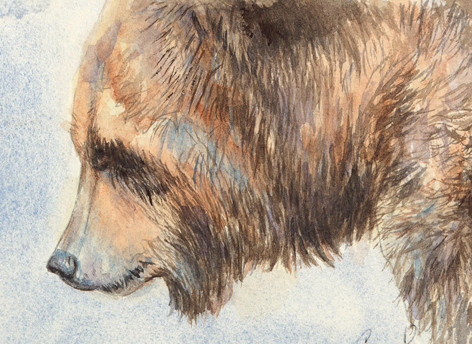 Grizzly Profile Grizzly Profile