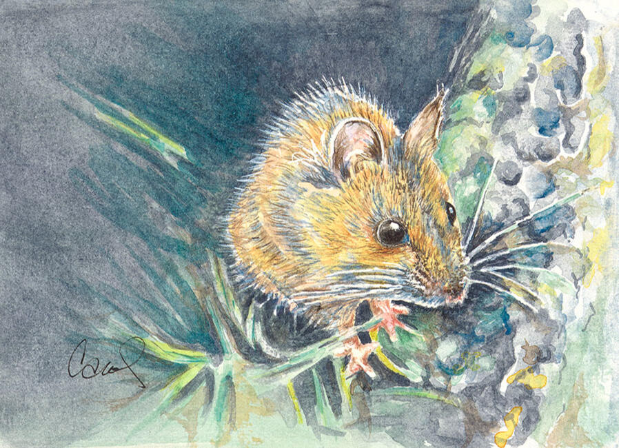 Mouse Mouse