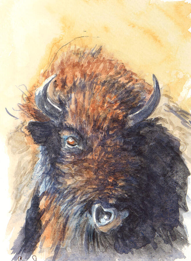 Buffalo Buffalo