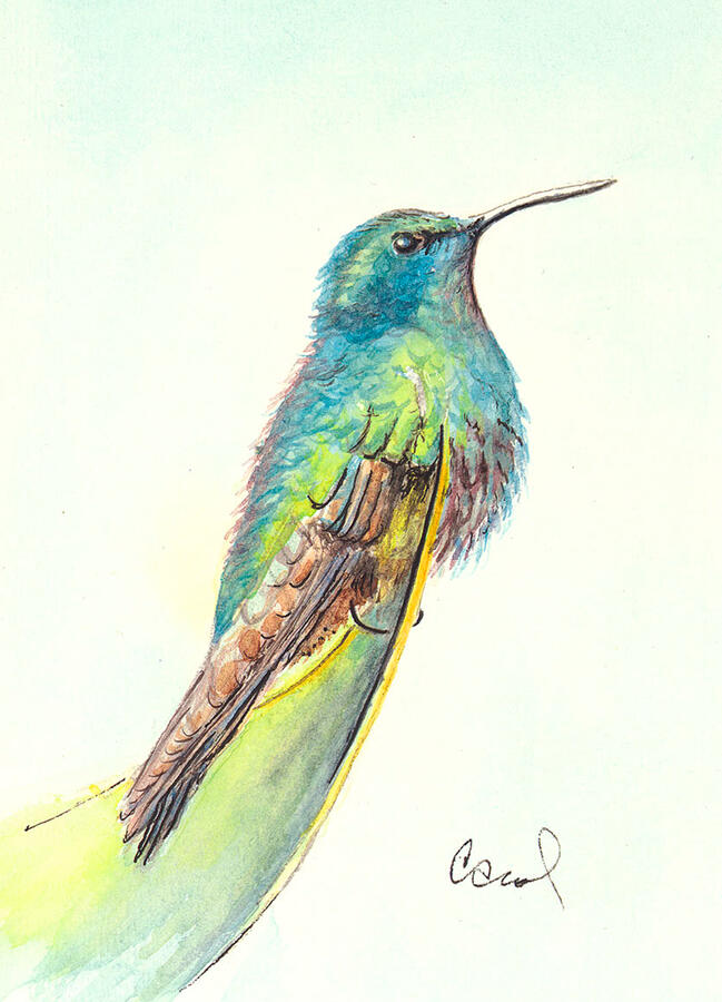 Hummingbird Hummingbird