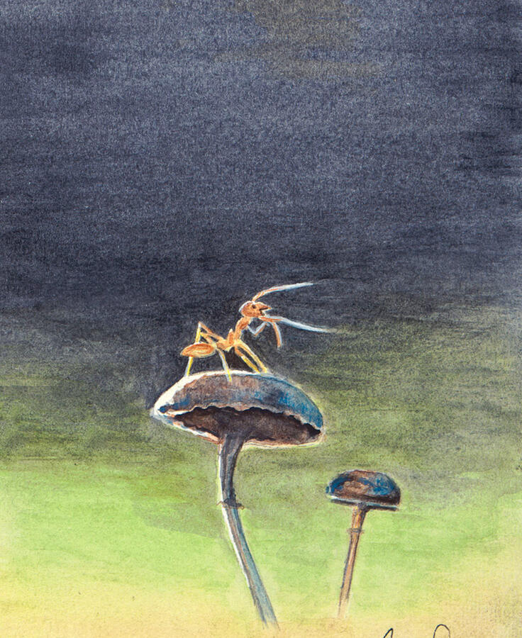 Ant Ant